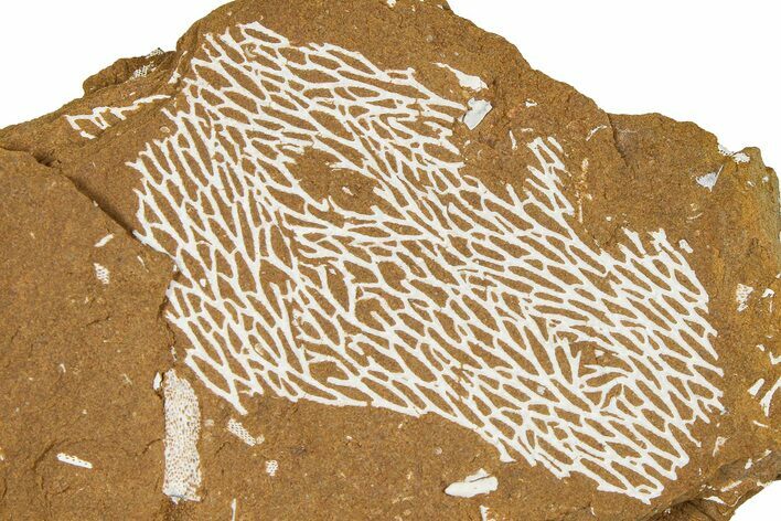 Ordovician Kukersite Oil Shale with Bryozoan Fossils - Russia #368946